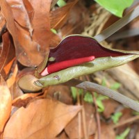 Typhonium trilobatum (L.) Schott